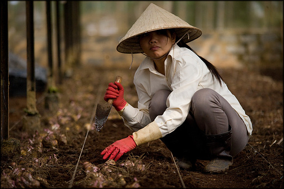 Girl at Da Lat flower farm planting bulbs