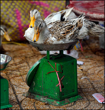 Sitting Ducks Poultry Market HCMC