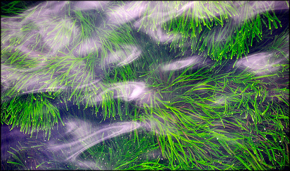 Sea grass Bennelong Point