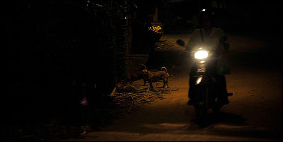 Dog Siem Reap Alley