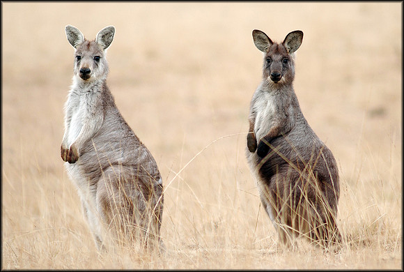 Wallabies northern NSW