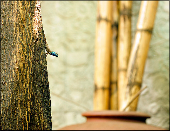 Blue Faced Lizard at Mekong Merchant Cafe