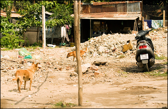 Roaming Dogs in Thu Thien