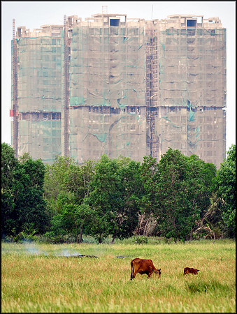 Cattle in front of Housing Development