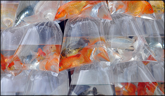Fish for Sale from the Back of a Motorbike