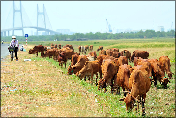 Cattle near Phu My Hung Bridge