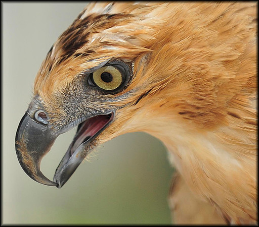 Bird of Prey