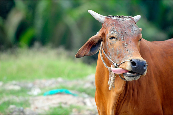 Licking Cow near Highway Construction Thu Thien