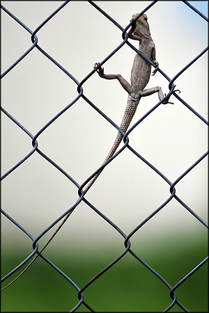 Lizard On Fence Thao Dien