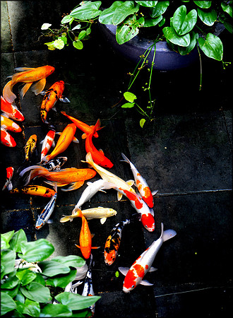 "Floating" Fish At Anco Showroom