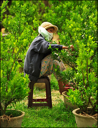 Tending Lime Trees