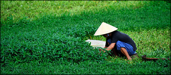 Cutting Herbs