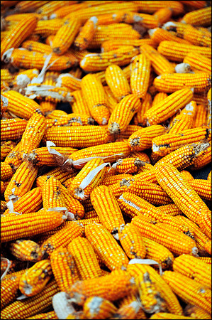 Cobs ready for Milling