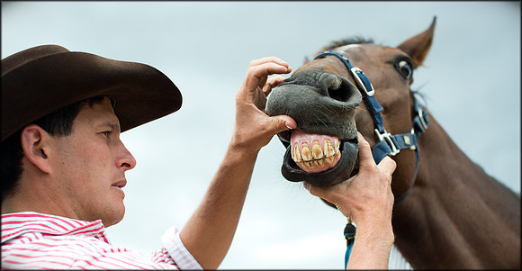HORSE DENTIST