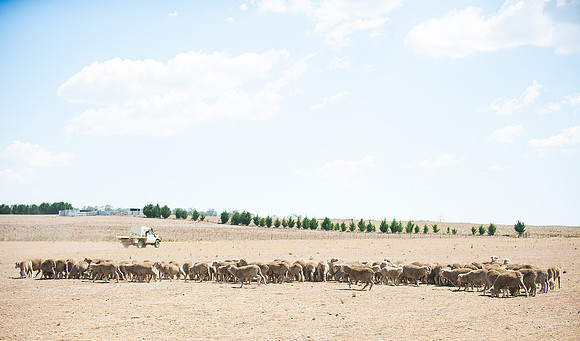 SYDNEY MORNING HERALD DROUGHT FEATURE 1