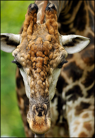 Giraffa Camelopardalis 4