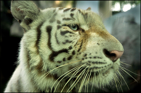 White Panthera tigris tigris 1