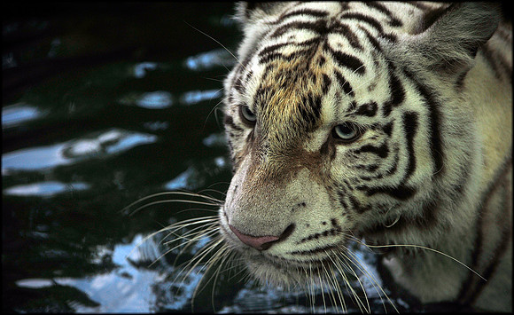 White Panthera tigris tigris 2