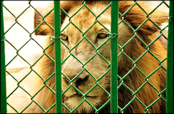Panthera leo male 2