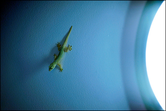 Gecko near outside light