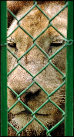 Panthera leo male 1