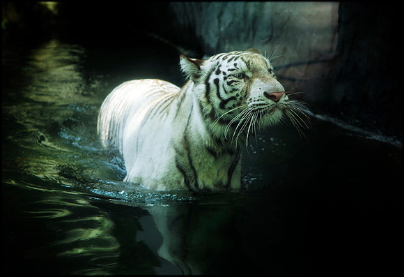 White Panthera tigris tigris 4