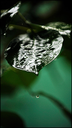 Wet 5