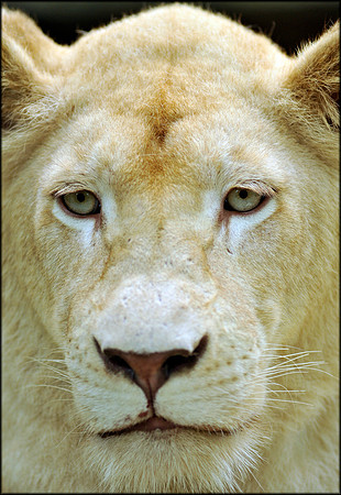 White Lioness