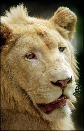 White Lion young male