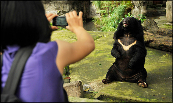Asian Sun Bear poses