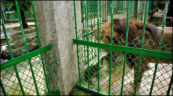 Panthera leo roar