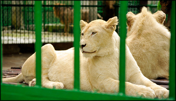 White lion duo