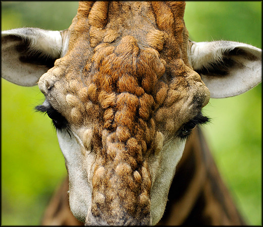 Giraffe Camelopardalis 2