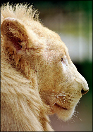 White Lion young male profile