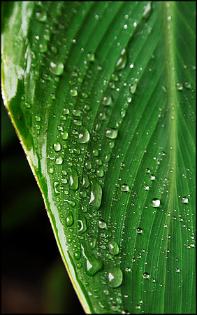 Wet 7