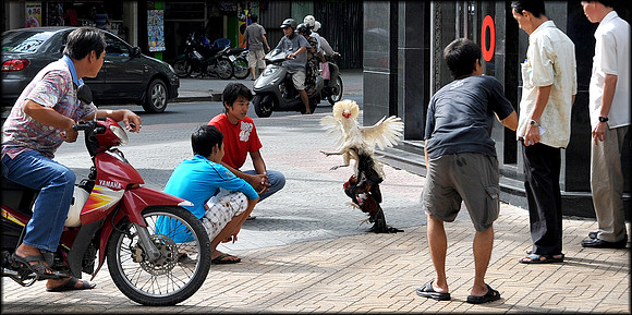 Cock Fight in City