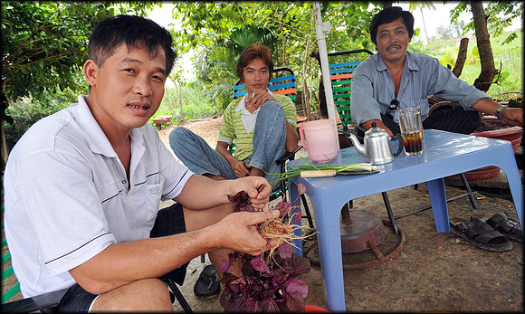 Men Sorting Herbs